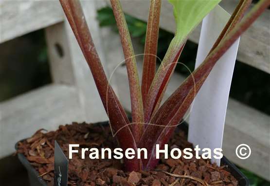 Hosta Phoenix Feathers